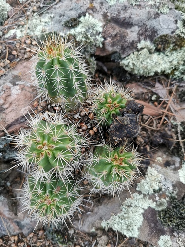 Echinocereus polyacanthus