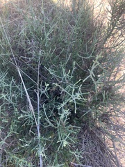 Maireana microphylla