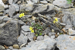 Draba juvenilis