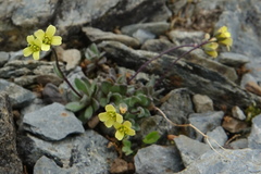 Draba juvenilis