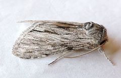 Cucullia eulepis