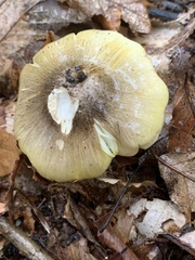 Tricholoma davisiae