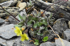 Draba juvenilis