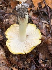 Tricholoma davisiae