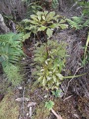 Pseudopanax discolor