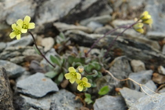 Draba juvenilis