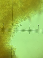 Tricholoma davisiae
