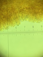 Tricholoma davisiae
