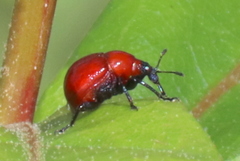 Homoeolabus analis