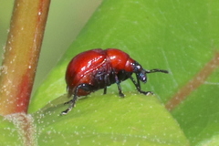 Homoeolabus analis