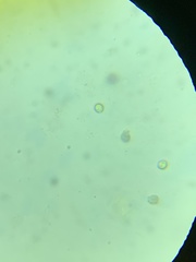 Tricholoma davisiae