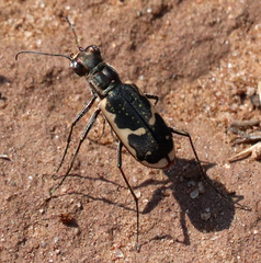 Cicindela schauppii