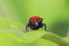 Homoeolabus analis