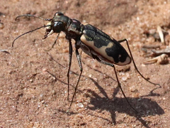 Cicindela schauppii