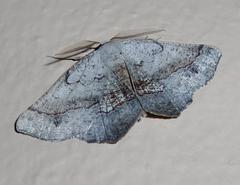 Drepanogynis mixtaria