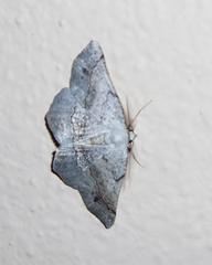 Drepanogynis mixtaria