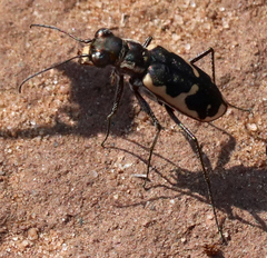 Cicindela schauppii