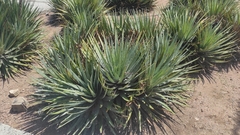 Hechtia