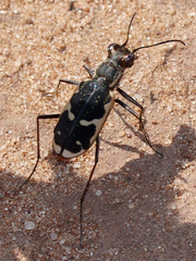 Cicindela schauppii