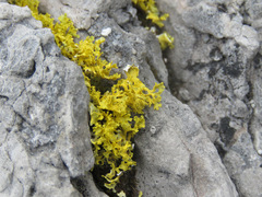 Vulpicida juniperinus