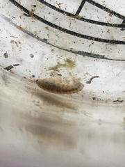 Gammarus fasciatus