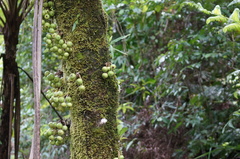 Ficus copiosa