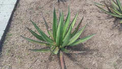 Agave univittata