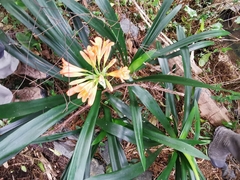 Clivia miniata