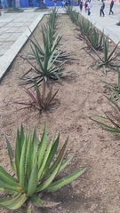 Agave univittata