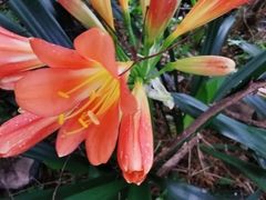 Clivia miniata