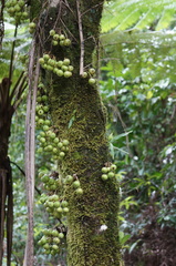 Ficus copiosa