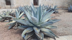 Agave guiengola