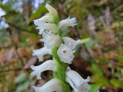 Spiranthes ochroleuca