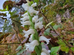 Spiranthes ochroleuca