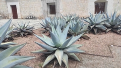 Agave guiengola