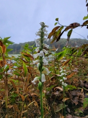 Spiranthes ochroleuca