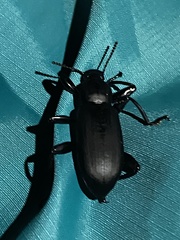 Merinus laevis