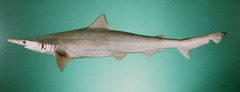 Spadenose Shark photo 2
