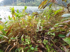 Spiranthes ochroleuca