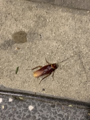 Periplaneta americana