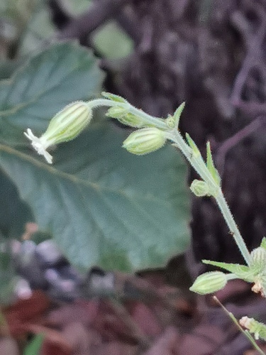 woolly catchfly (Silene thurberi)