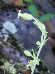 Silene thurberi