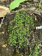 Fissidens bushii