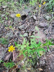 Lasianthaea podocephala