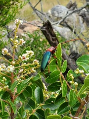 Stenaspis verticalis insignis