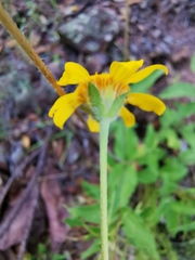 Lasianthaea podocephala