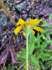 Lasianthaea podocephala