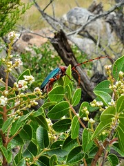 Stenaspis verticalis insignis