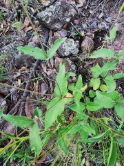 Lasianthaea podocephala