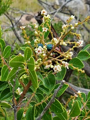 Stenaspis verticalis insignis